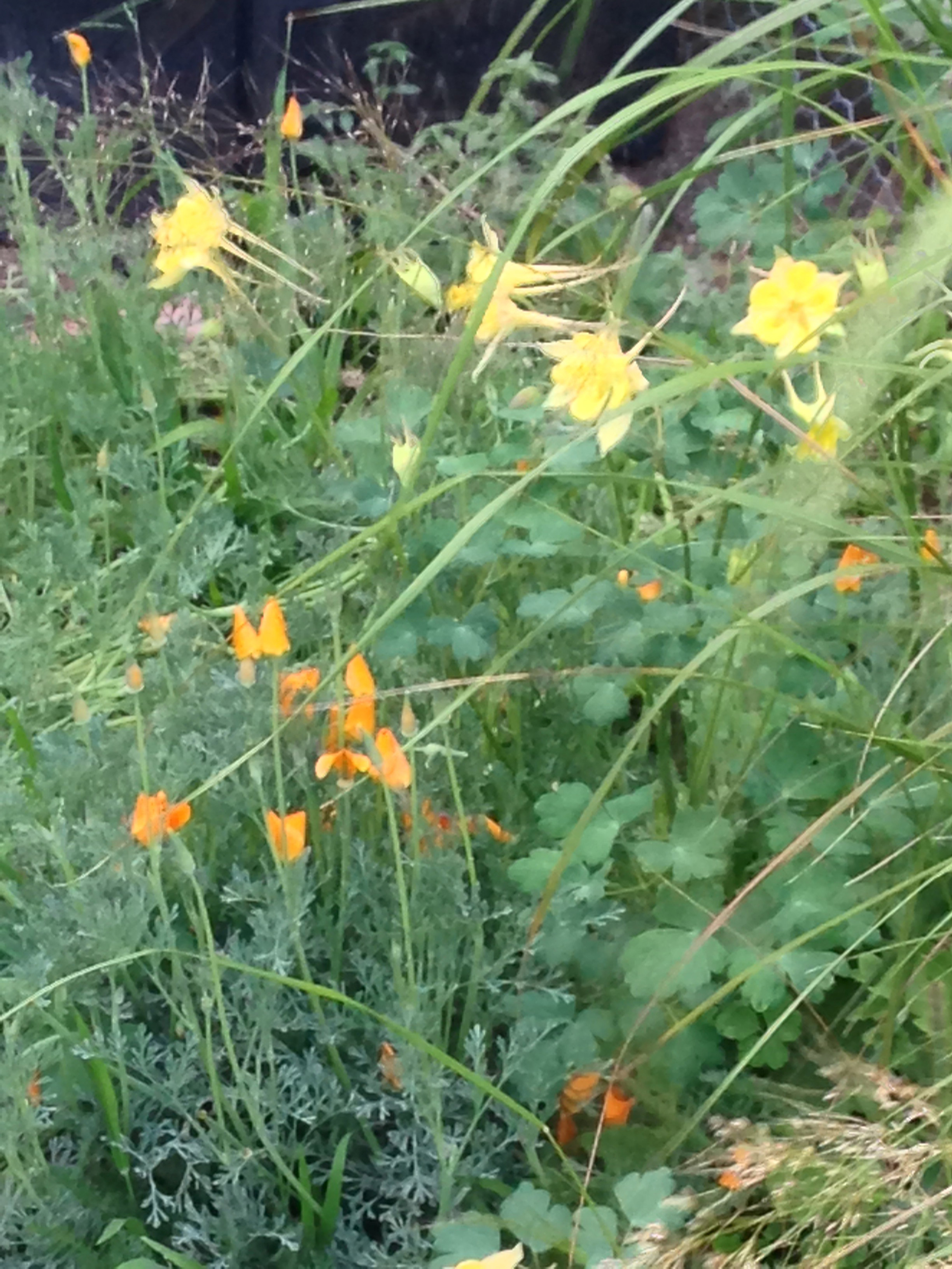 chabana-flowers-in-the-japanese-way-of-tea-with-christy-bartlett